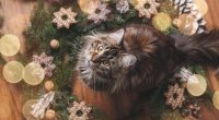 Maine Coon